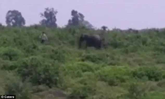 Ashok Bharti, 50, had reportedly consumed alcohol before approaching the lone elephant near Kuanrmunda, Odisha state, eastern India, in 2017