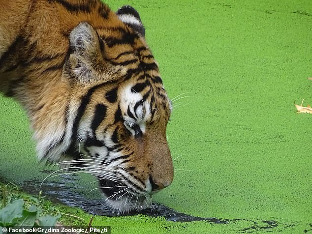 The photo shared by Pitesti Zoo in September shows a Siberian tiger named Ares