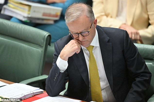 “He looks like he doesn't care anymore,” the MP told Daily Mail Australia. It's energy efficient Albo (above, in Parliament, on November 27)