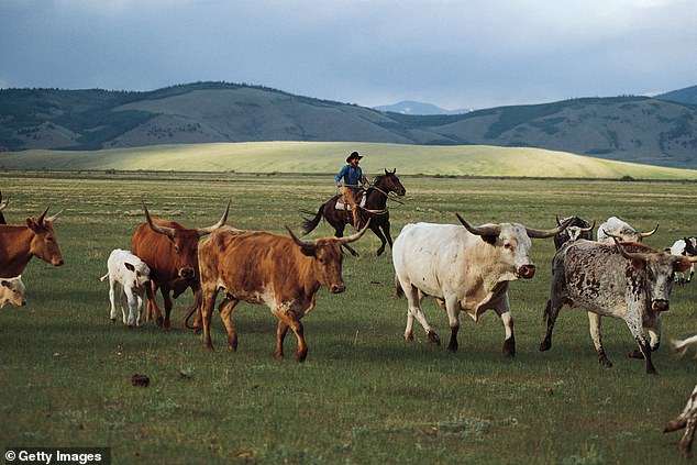 The town has retained much of its western charm (photo: herding longhorn cattle at Fairplay)