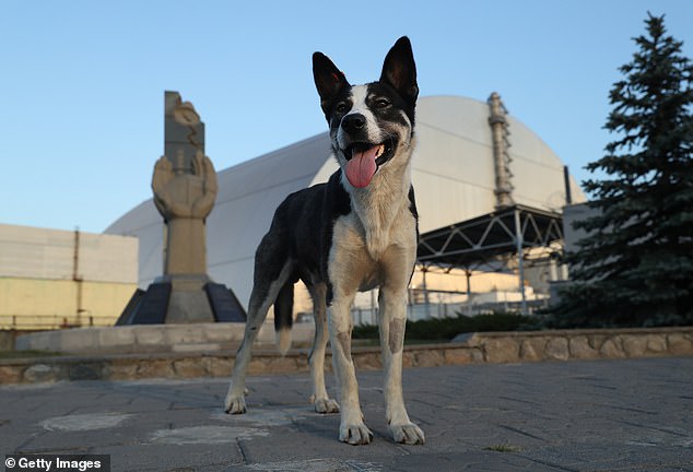 The strays' unique genetic makeup suggests they have adapted to survive long-term exposure to radiation, heavy metals and pollution