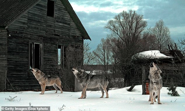 In January, a team of researchers presented findings indicating that mutated wolves living in this toxic habitat are uniquely resistant to radiation exposure