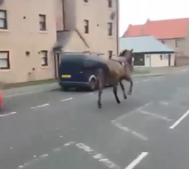 The horse was found and returned to the racecourse, but was previously filmed racing through the Scottish town of Prestonpans