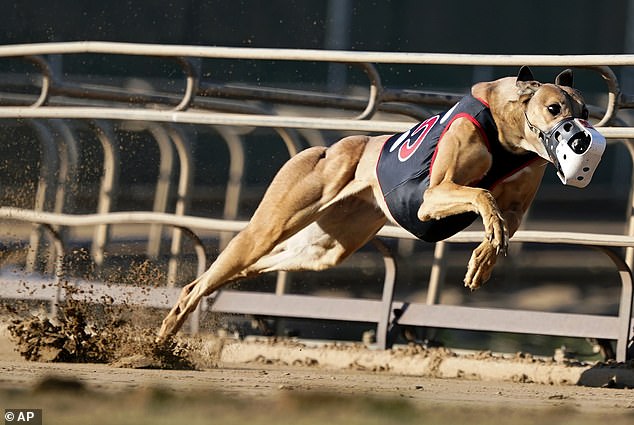 Greyhound Racing New Zealand (GRNZ) chairman Sean Hannan called the ban a 'devastating blow'