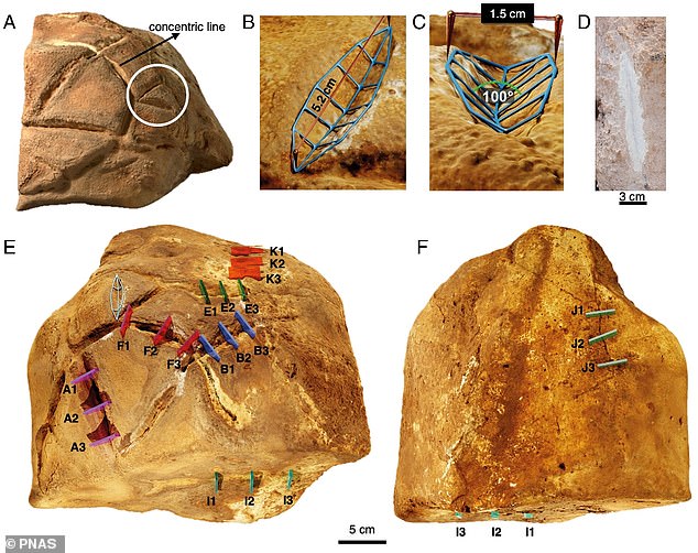 Images of the paper show the image annotated with digital lines. Note the 'boat-shaped' grooves in the shape of a boat