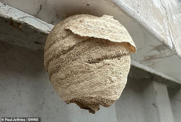 So far, one hornet nest has already been identified and destroyed. Pictured is a nest of Asian hornets at a roadside cafe near Canterbury in May this year