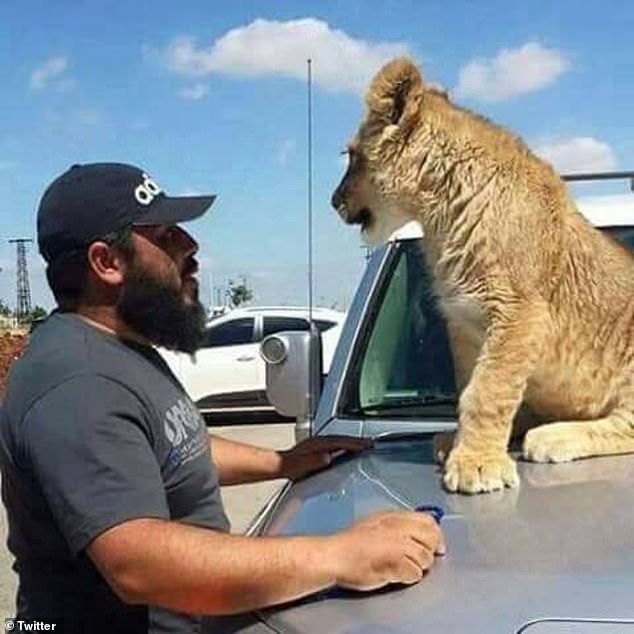 He rose to fame after allegedly stealing a lion cub from a zoo and feeding it the bodies of his captives. Dakkak is depicted with a lion cub on the hood of a car