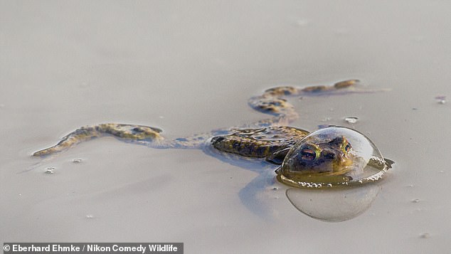 In the Insects category, Jose Miguel Gallego Molina won for his image, entitled 'Mantis Flamenca', while Eberhard Ehmke won the Reptiles and Amphibian Award for his image, 'Frog in a balloon'