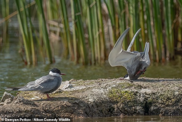 Damyan Petkov's image, 'Whiskered Tern crash on landing', was crowned winner in the Birds category