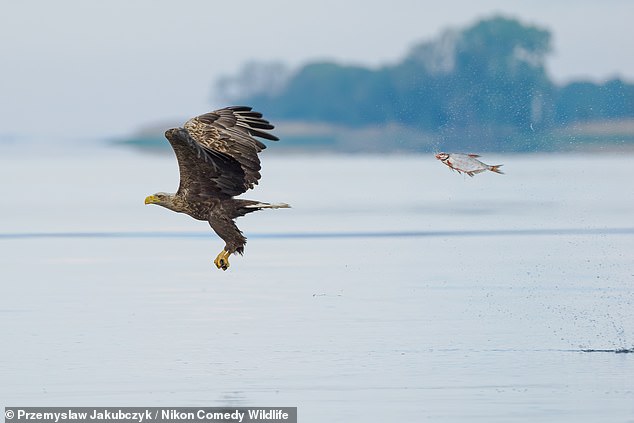 A hilarious photo of a fish appearing to hunt a bald eagle won the Fish and Other Aquatic Species Award