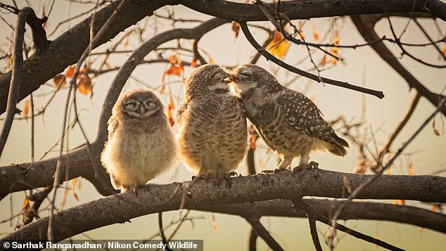 In the Under-16 category, Sarthakk Ranganadhan won for their photo of 'hugging owls'