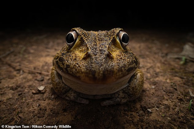 Kingston Tam won the Under-25 category for his image titled 'Awkward smiley frog'