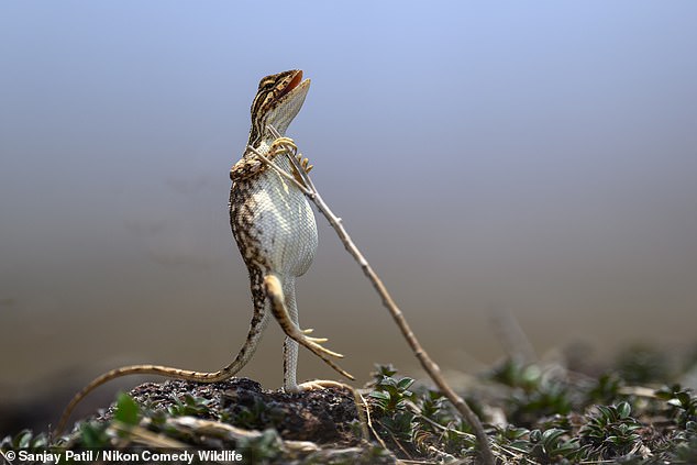 Sanjay Patil was highly praised for his photograph of a fan lizard, titled 'The Rock Star'