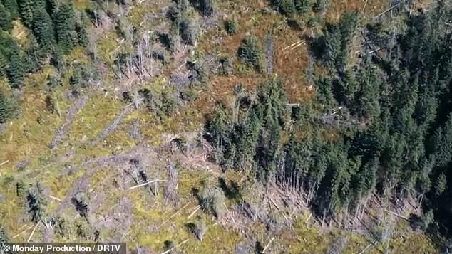 Freshly cut trees were seen at every site, with little to no vegetation growing