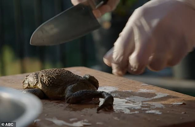 The trailer for the upcoming series Eat The Invaders shows Armstrong holding up a notoriously poisonous cane toad before the scene cuts to a large knife perched precariously above the creature.