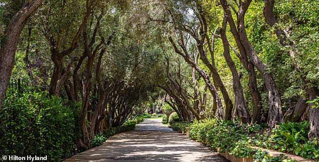 The home features a resort-style pool, a driveway lined with olive trees, and even a private maid's quarters for the staff. It covers over 19,000 square meters and sits on 1.35 hectares of land