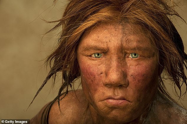 Neanderthals were an early relative of humans who went extinct about 40,000 years ago, although their time on this planet overlapped with that of modern humans (homo sapiens). The photo shows a recreation of a Neanderthal woman