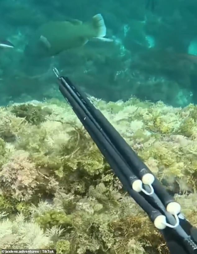 Footage showed Jaiden Mole spearing the fish in the waters off Western Australia, where the practice is legal