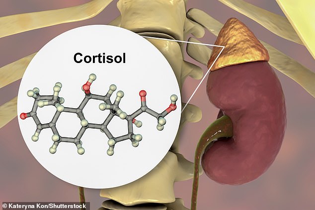 The body releases the hormone cortisol from the adrenal glands, which are located on top of the kidneys