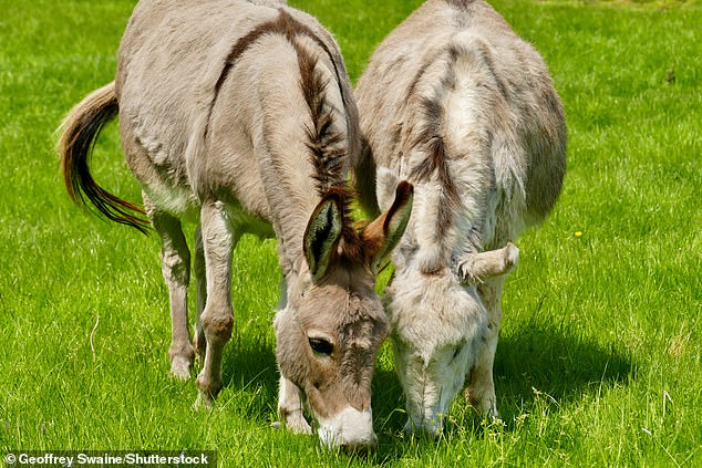 Although rare, donkey attacks can be brutal