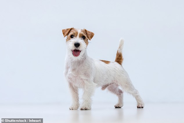 Jack Russell Terriers (pictured) were not considered old until 14.1 years, while mixed breeds were 'old' at 13.2 years