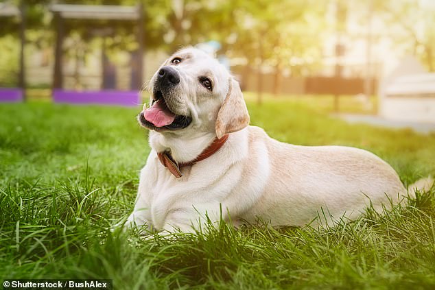 Labrador Retrievers (pictured) were classified as old at 12.1 years, other breeds at 12.3 years and Cocker Spaniels at 11.7 years