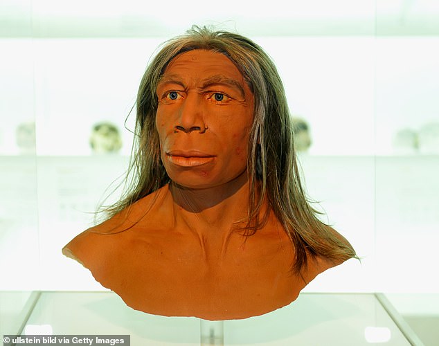 This model in the Basel Natural History Museum shows a Neanderthal female. Despite going extinct about 40,000 years ago, Neanderthal genes are still found in humans