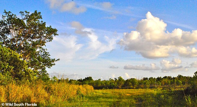 In the photo: the Southern Glades nature and environmental reserve, where tegu lizards thrive