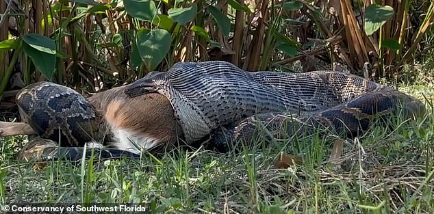 A 115.2-pound female Burmese python is seen devouring a 77-pound white-tailed deer somewhere in Everglades National Park