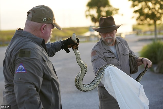 Florida Fish and Wildlife Conservation Commission contractors show off a Burmese python captured in the Everglades Tuesday, August 13, 2024