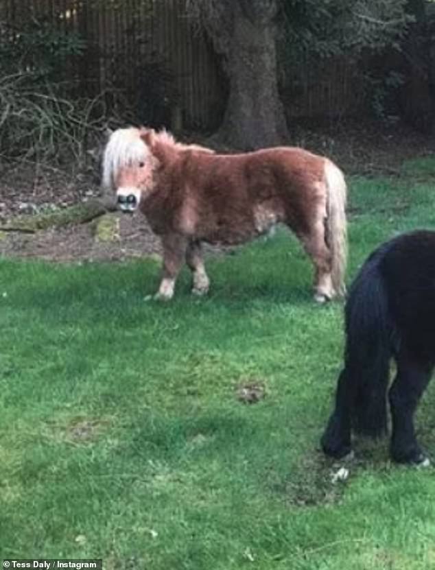 The house features a large conservatory kitchen and luxurious marble bathroom, as well as a large swimming pool in the extensive grounds - large enough to accommodate Tess's two Shetland ponies.