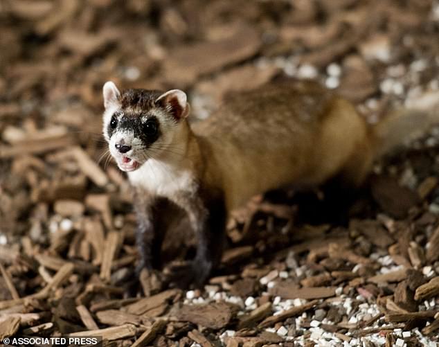 The agency found that a bacterial disease called sylvatic plague, transmitted by fleas, was killing ferrets, which it controlled by using flea treatments similar to those used on pets.