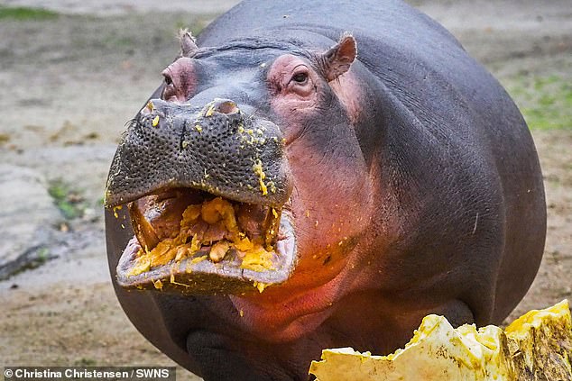 A hippopotamus at the Copenhagen Zoo, Denmark, enjoying its dinner, in a photo by Christina Christensen