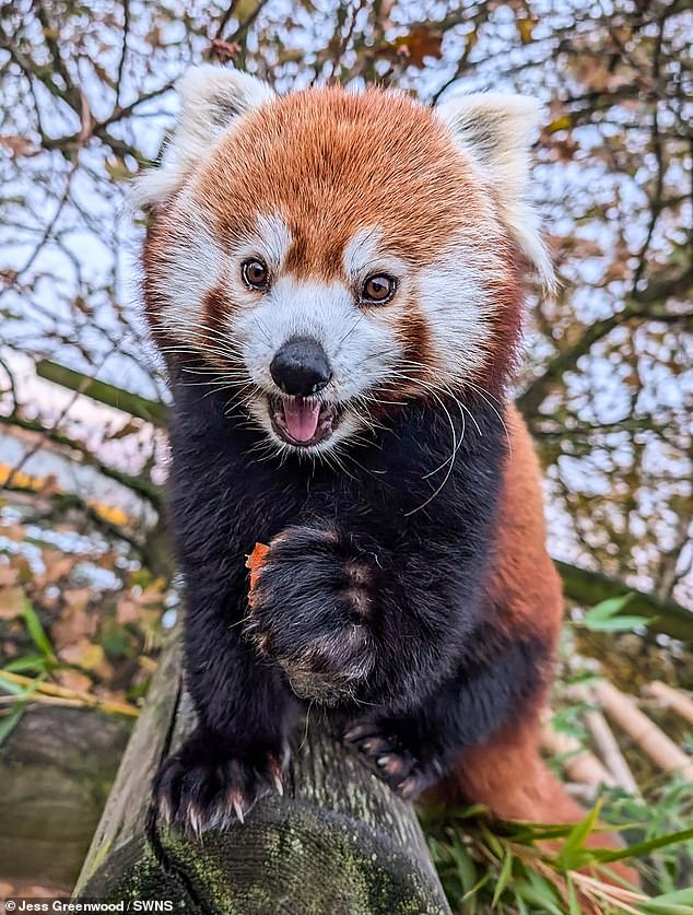 Alice the red panda looks shocked at the photo of the Yorkshire Wildlife Park, taken by Jess Greenwood