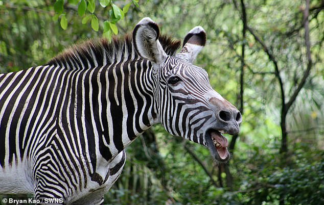 Grevy's zebra stallion does the Flehmen response to guests at Zoo Miami, photo by Bryan Kao