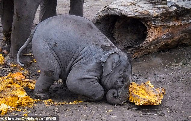 Chin, an Asian elephant at the Copenhagen Zoo, Denmark, is depicted crushing a pumpkin with his head, created by Christina Christensen