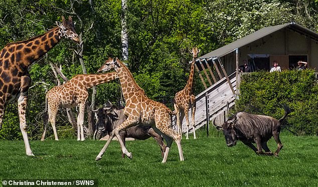 Wildebeest chases curious giraffe calf that gets too close in Knuthenborg Safari Park, Denmark, photo by Christina Christensen