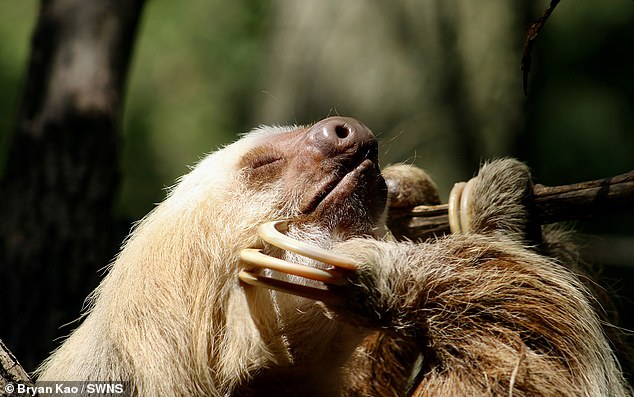 Across the pond, Bryan Kao of the Bronx Zoo, New York City, captured a photo of a two-toed otter scratching its chin