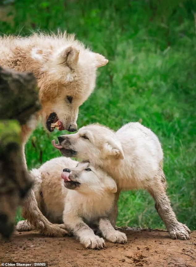 Arctic wolves in Zoo du bois d'attilly, France, the photo was taken by Chloe Stamper