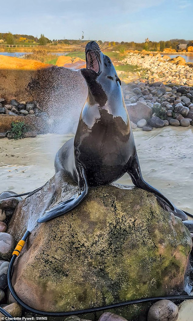 Stanley the California sea lion at Yorkshire Wildlife Park 'is always happy to help with clean-ups, especially when it comes to the garden hose', says Charlotte Pywell who took the photo