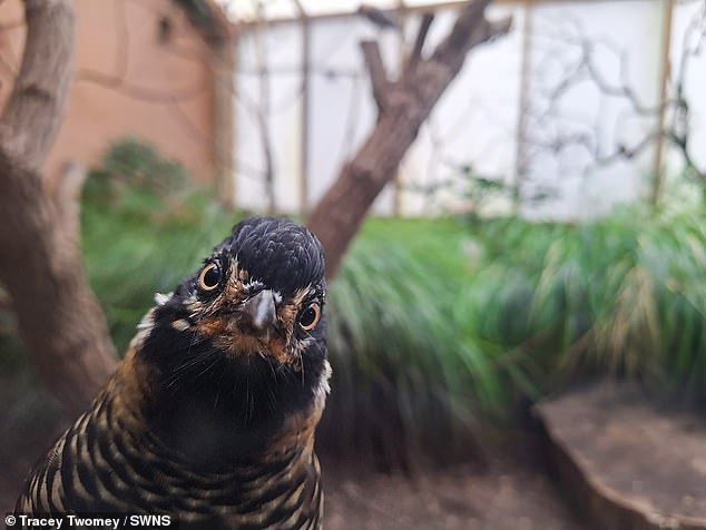 Curious Spotted Laughing Thrush at Newquay Zoo, photo taken by Tracey Twomey