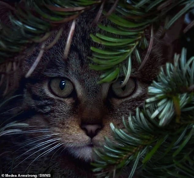 Scottish wildcat in the Ax Valley Wildlife Park in East Devon, photo taken by Medea Armstrong