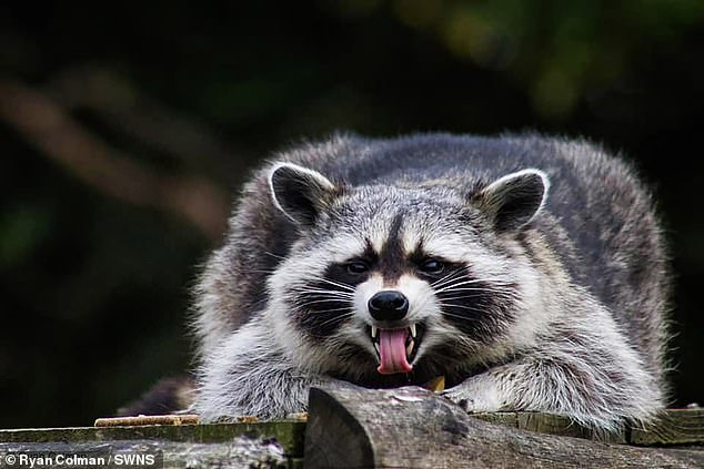 Rocky the raccoon at Askham Bryan Wildlife Conservation Park, York, photo by Ryan Colman