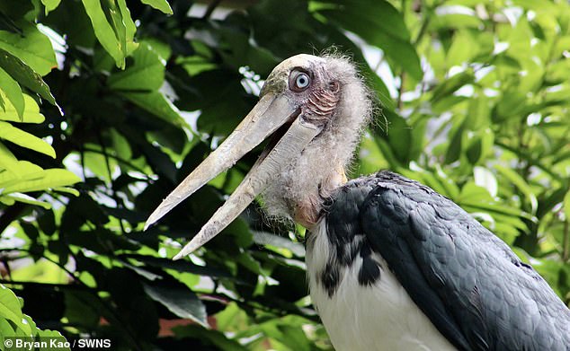 An ancient-looking Lesser Adjutant Stork at the Bronx Zoo, photo by Bryan Kao