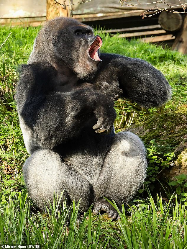 17-year-old N'Dowe, the youngest gorilla at Paignton Zoo, Devon, who is the bossiest but also very gentle with his keepers, photo by Miriam Haas