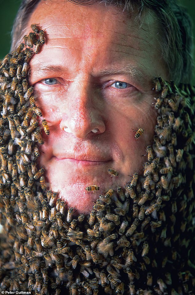 Taking care not to sneeze and letting peace reign, an unflappable beekeeper in Middletown, New York bravely harbors hordes of ten thousand buzzing honeybees surrounding the single queen caged in his makeshift chain.