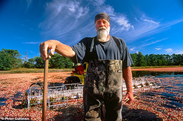 A cranberry gatherer in Chatsworth, New Jersey