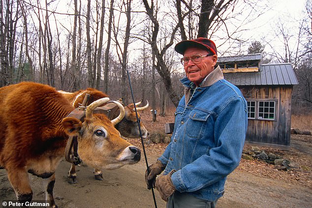 A sugar cattle drover in Ashfield, Massachusetts