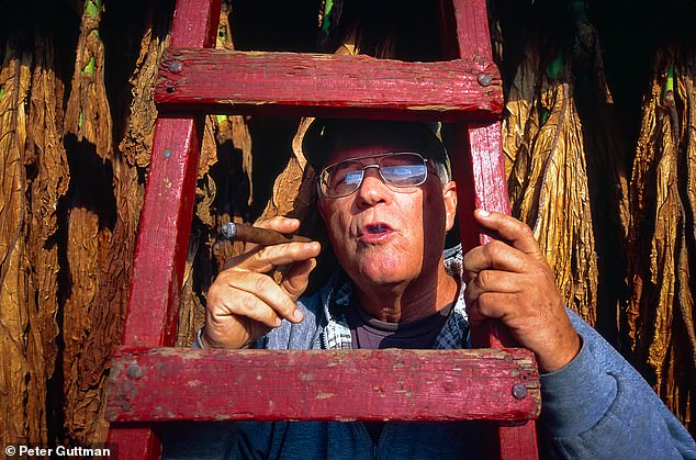 A tobacco grower in Southwick, Massachusetts