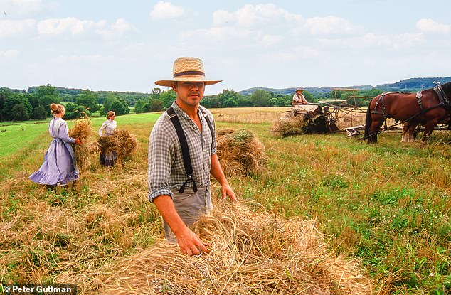 A wheat harvester in Titusville, New Jersey